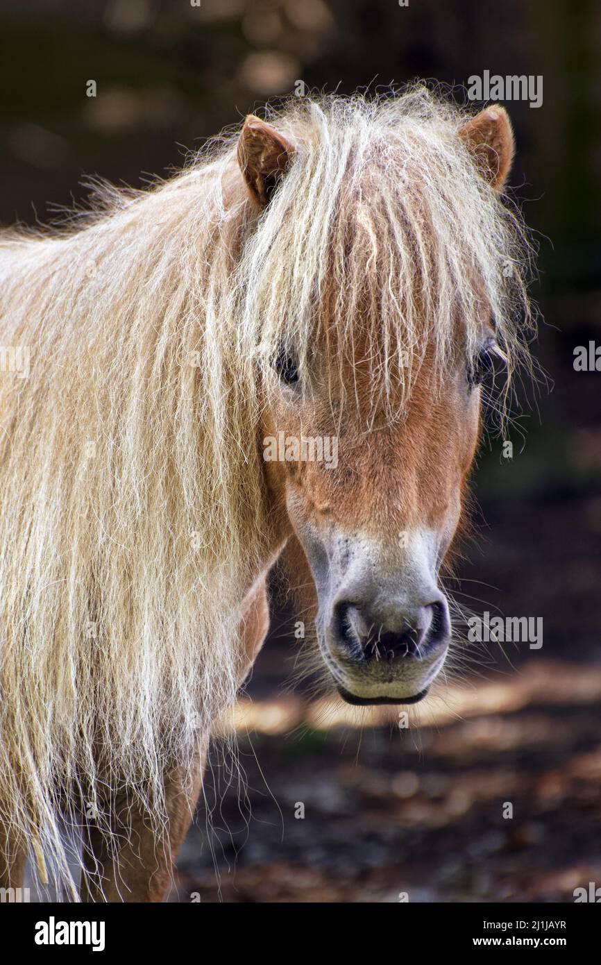 Poni de Shetland - Equus ferus caballus Foto de stock
