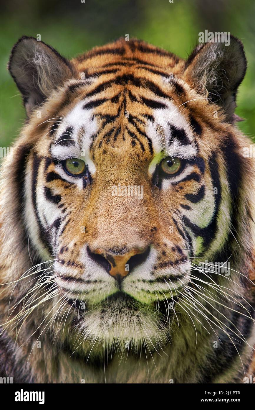 Tigre siberiano (Panthera tigris altaica Foto de stock