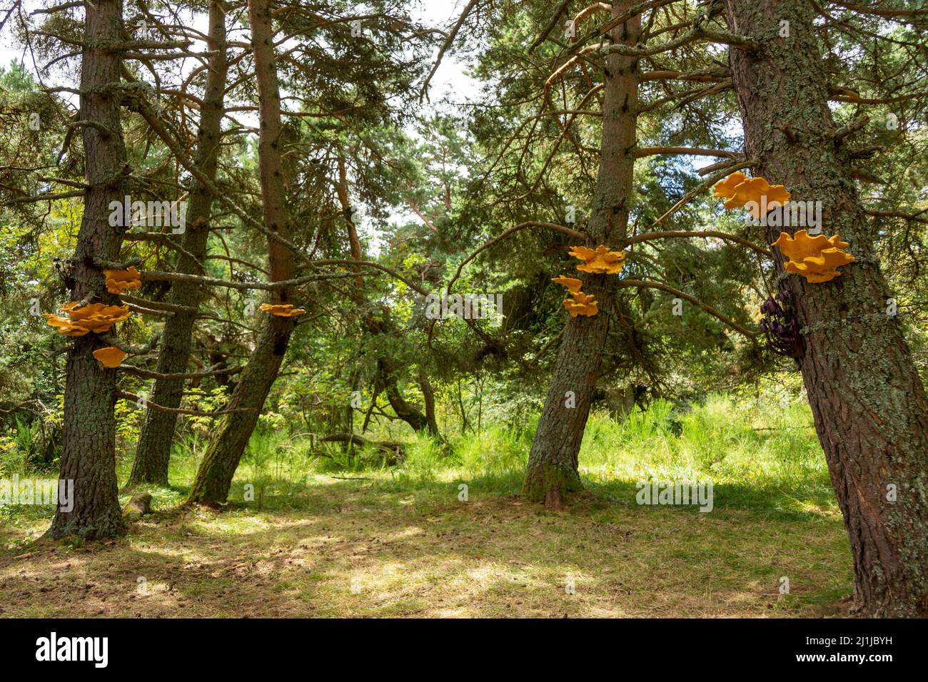 Horizontes artes y naturalezas en Sancy 2020. Trabajo de simbiosis por Alex Werth, Puy de Dome, Auvernia Ródano-Alpes, Francia Foto de stock