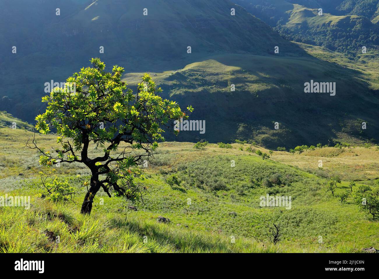 Paisaje escénico de drakensberg con un árbol en praderas a la luz de la tarde, Sudáfrica Foto de stock