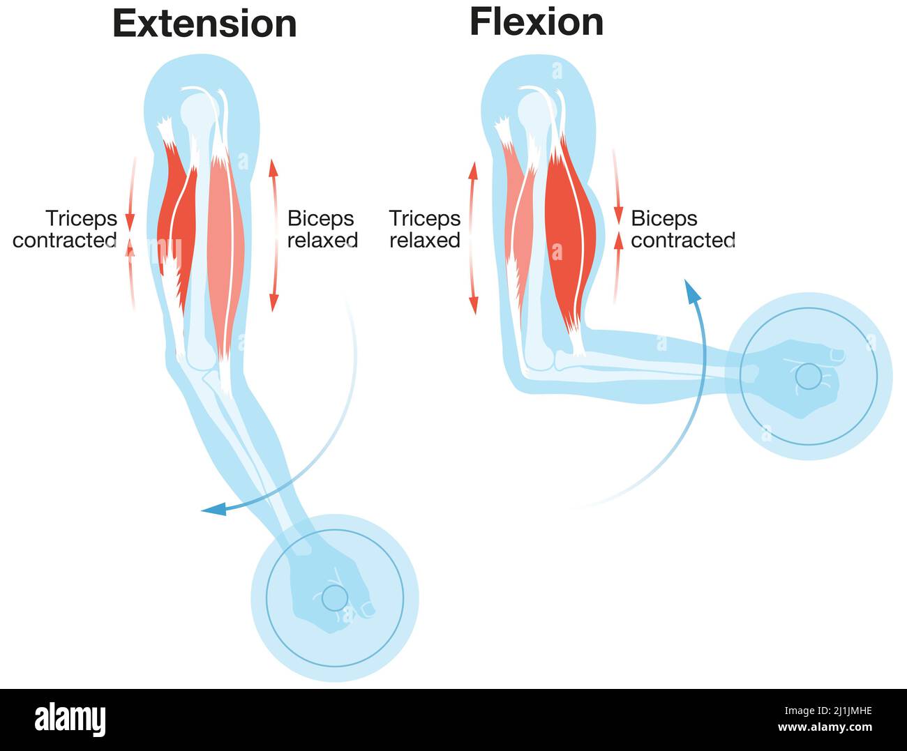 Bíceps y tríceps. Extensión y flexión. Ilustración etiquetada