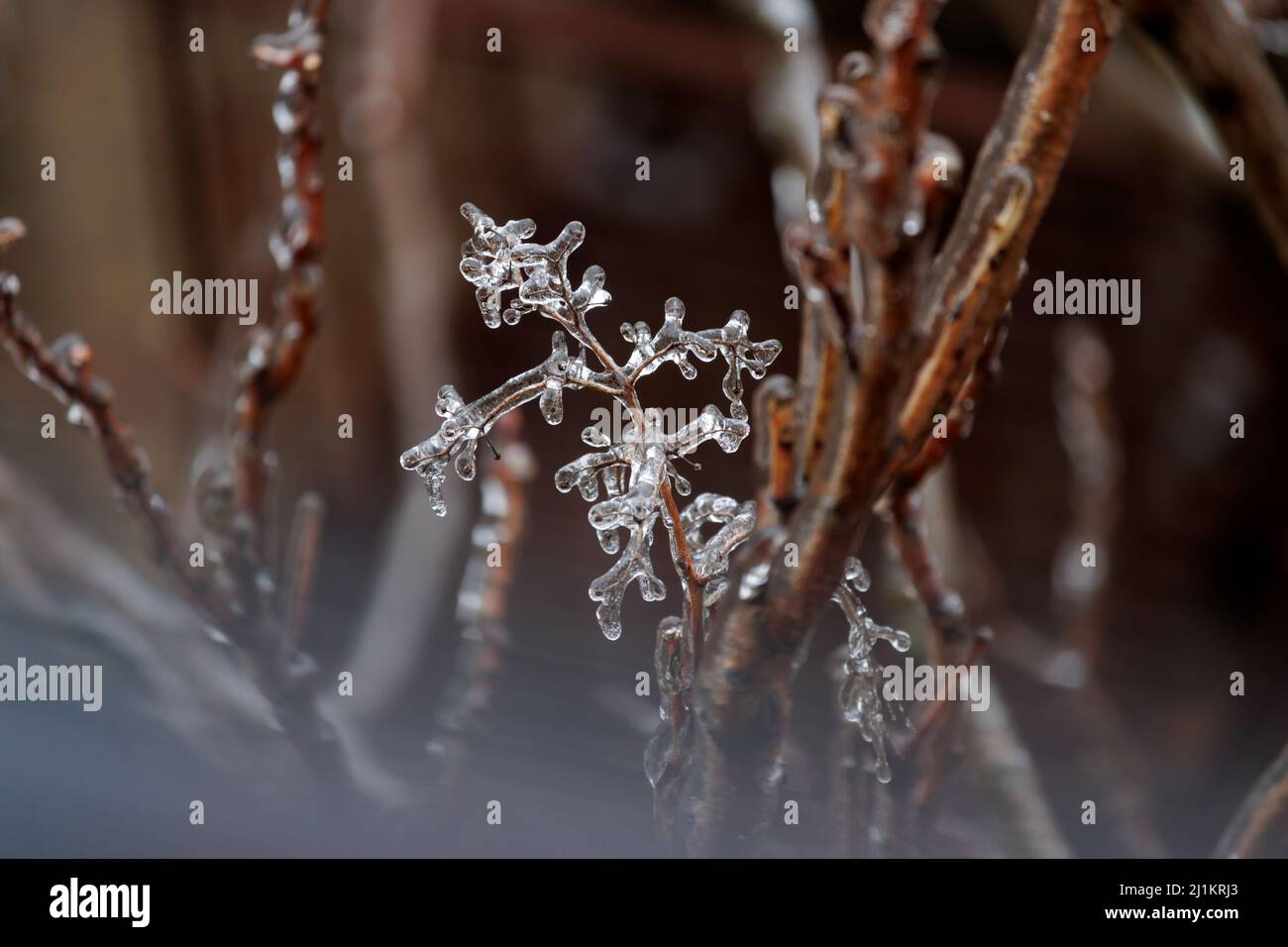 la escarcha que cubre una rama en invierno enmarca la rama en una capa transparente de hielo, con niebla cubriendo el frente de la imagen Foto de stock