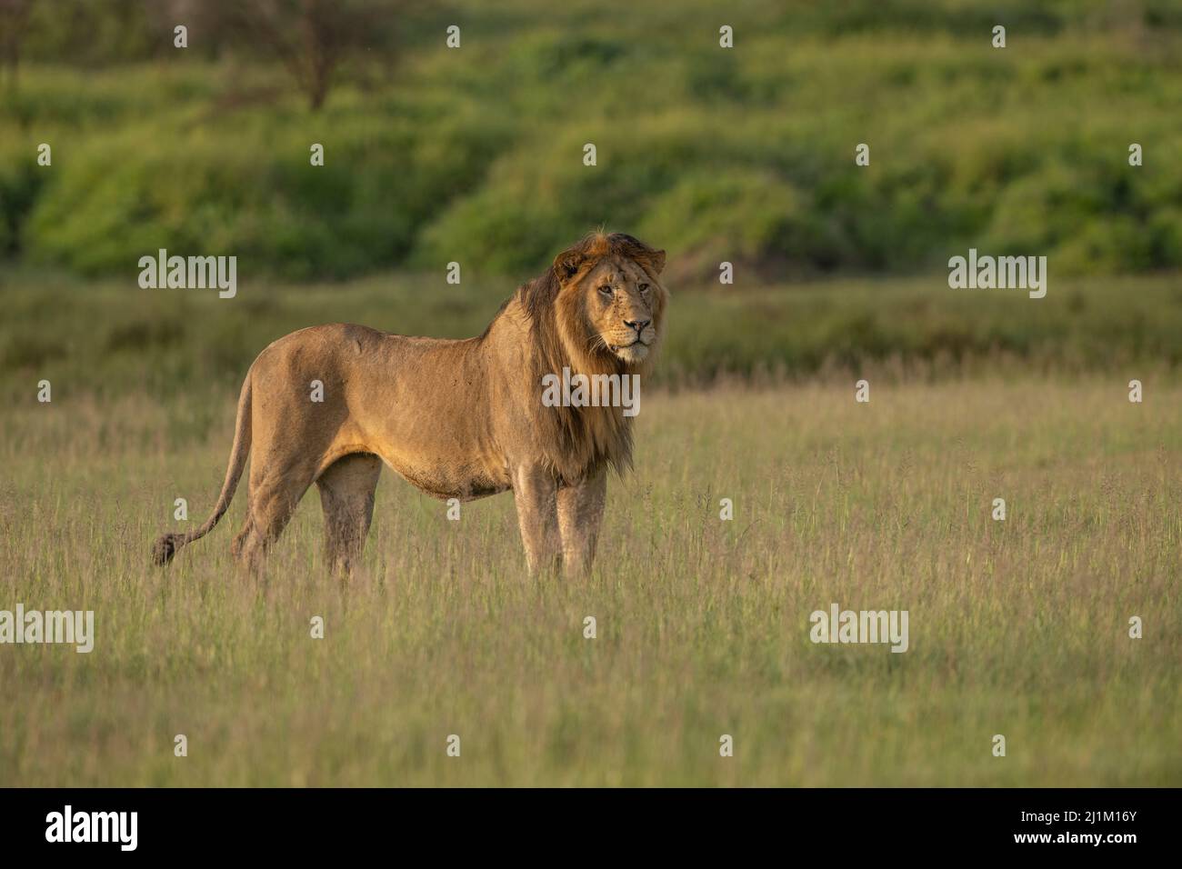 León de Tanzania Foto de stock