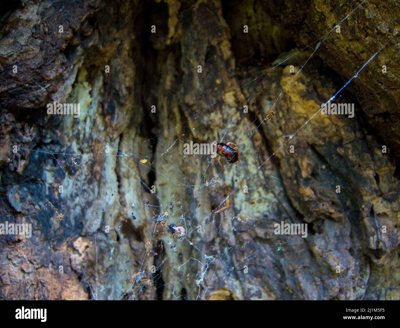 Insecto en la tela de araña delante del fondo de la roca. Naturaleza al aire libre. Foto de stock