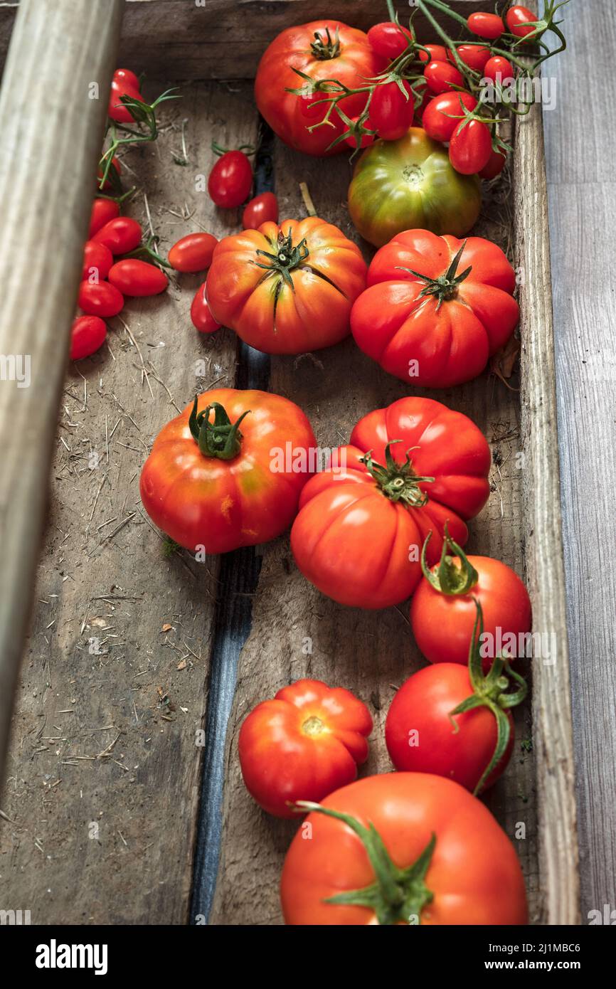 Tomates maduros recolectados frescos del jardín Foto de stock