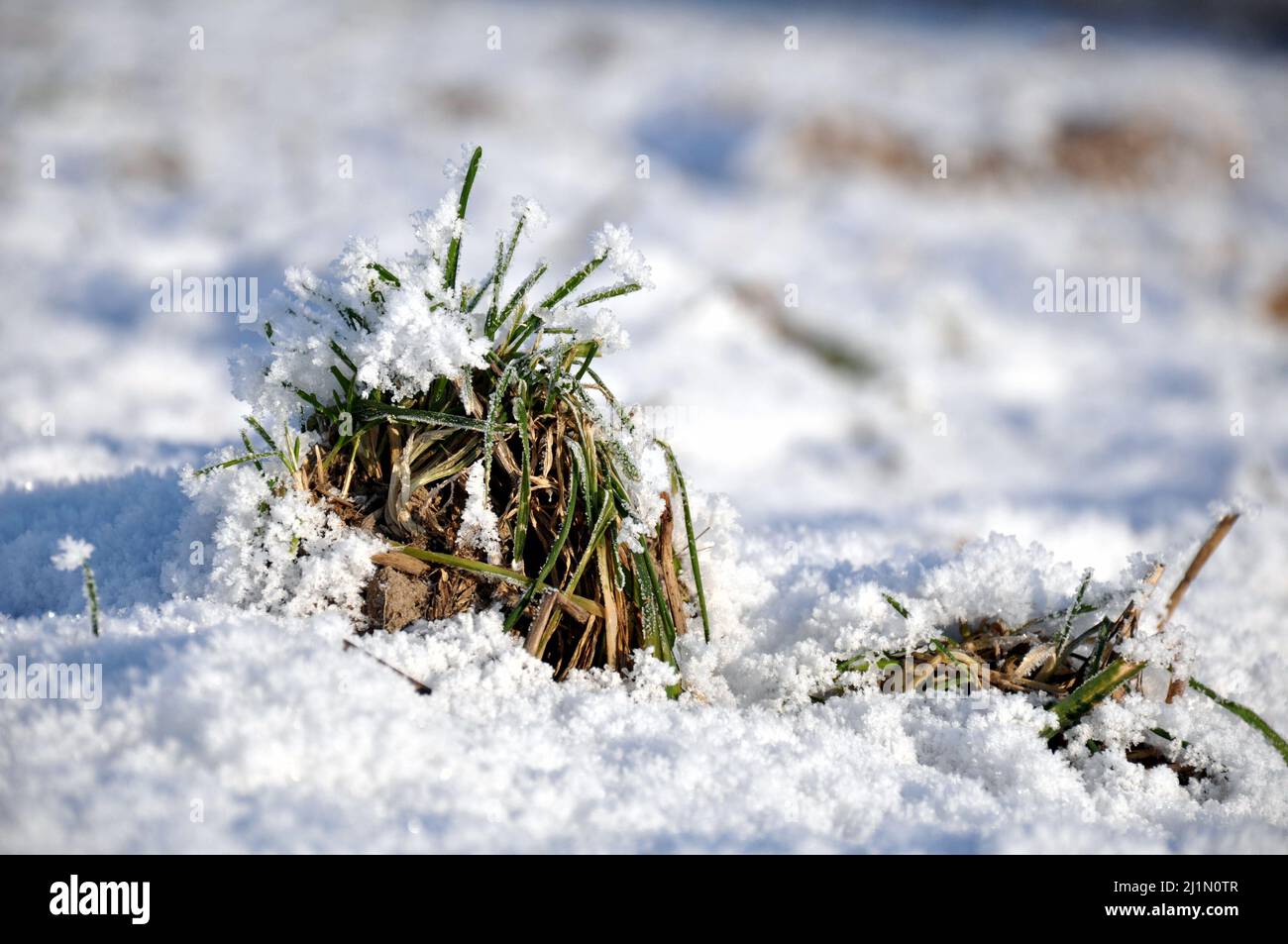 Un mechón de hierba congelada cubierta con copos de nieve blancos en una mañana de invierno, Polonia Foto de stock