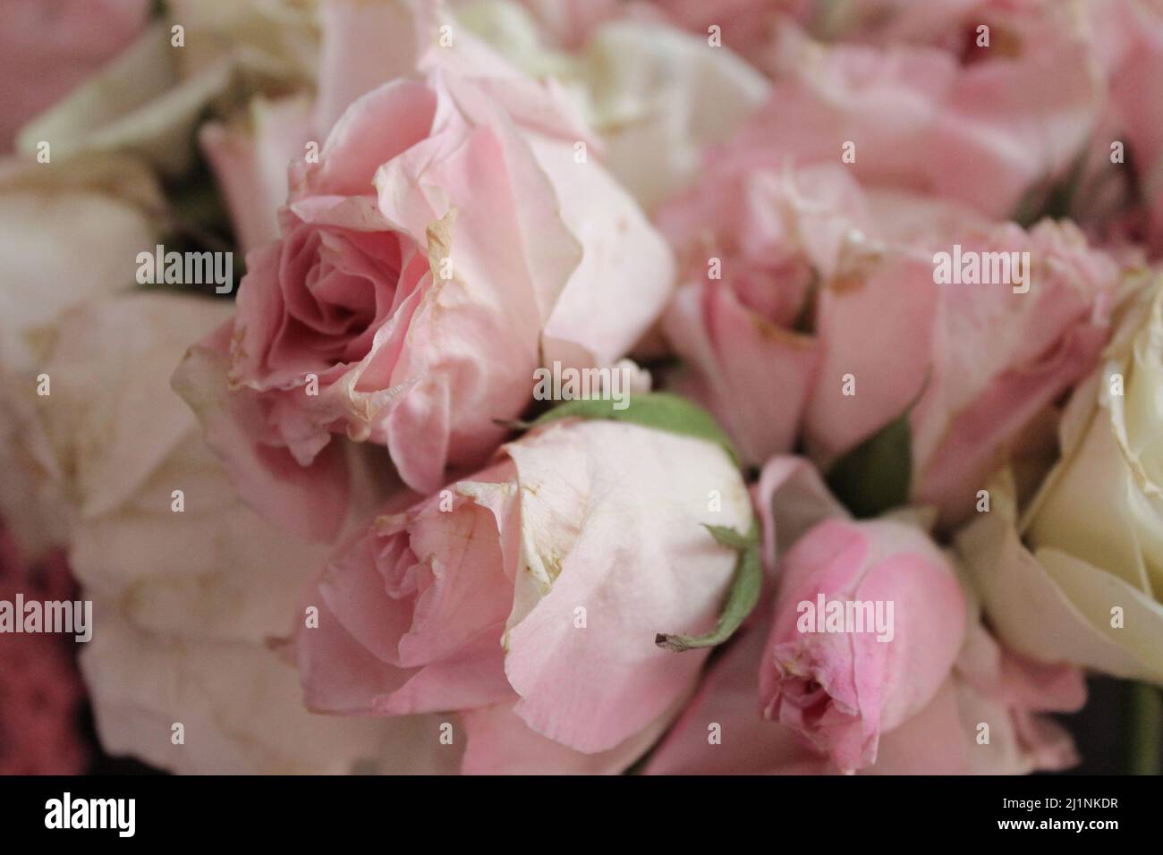 hermoso ramo de flores de rosas blancas y rosadas para decoración o regalo de boda Foto de stock