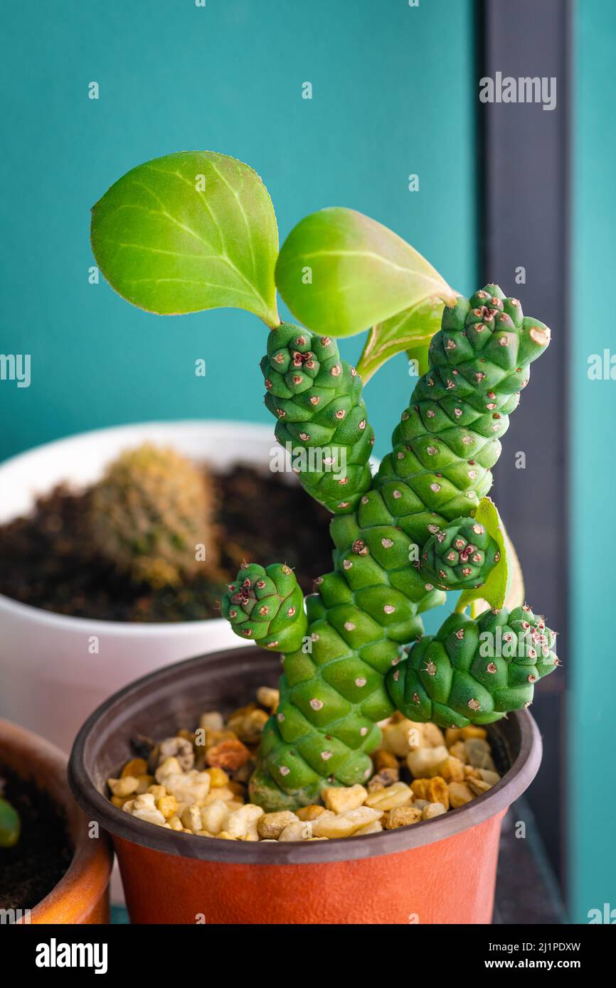 Euphorbia Ritchiei cactus suculento tropical pétalo florero casa planta verde Foto de stock