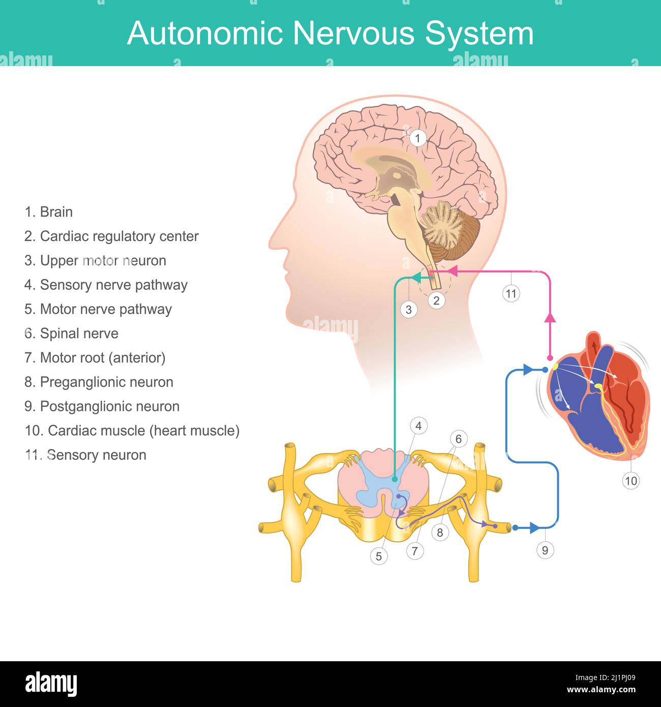 Sistema nervioso autónomo. Diagrama Un componente del sistema nervioso periférico, este sistema procesa la frecuencia cardíaca, la presión arterial, la respiración, digesti Ilustración del Vector