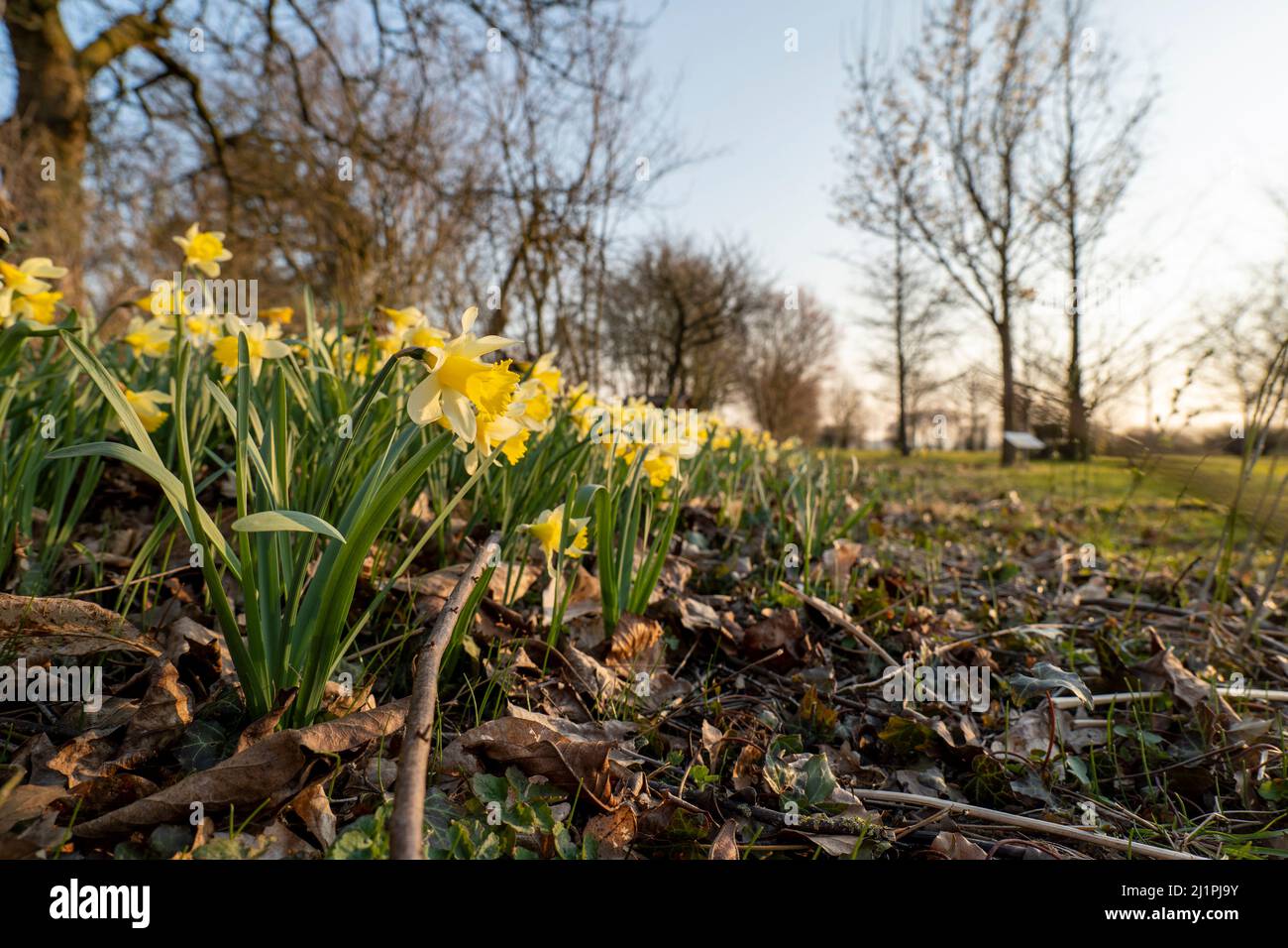 Narcisos en un parque en Petershagen-Bierde Foto de stock