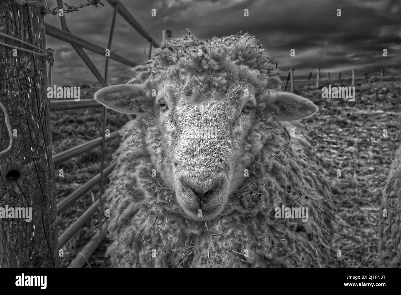 Woolley Sheep en un campo en Shropshire Foto de stock