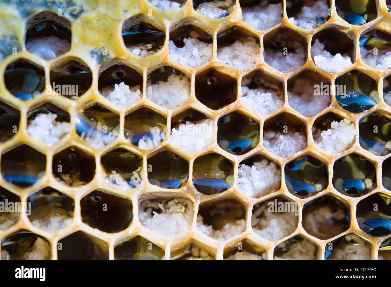 Macro extrema disparo de un panal lleno de miel Foto de stock