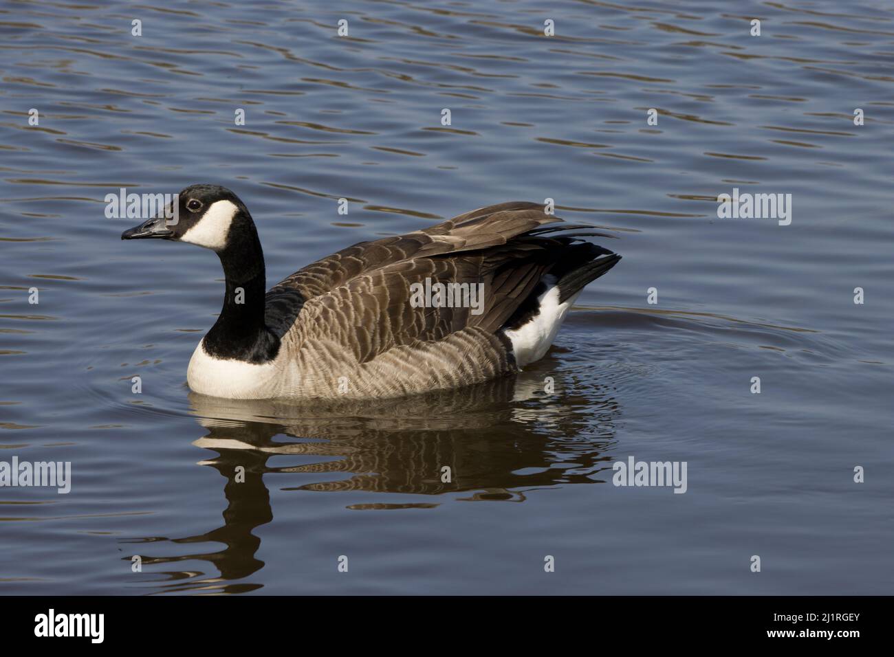 Canadá Ganso canadiense Branta Canadensis Foto de stock