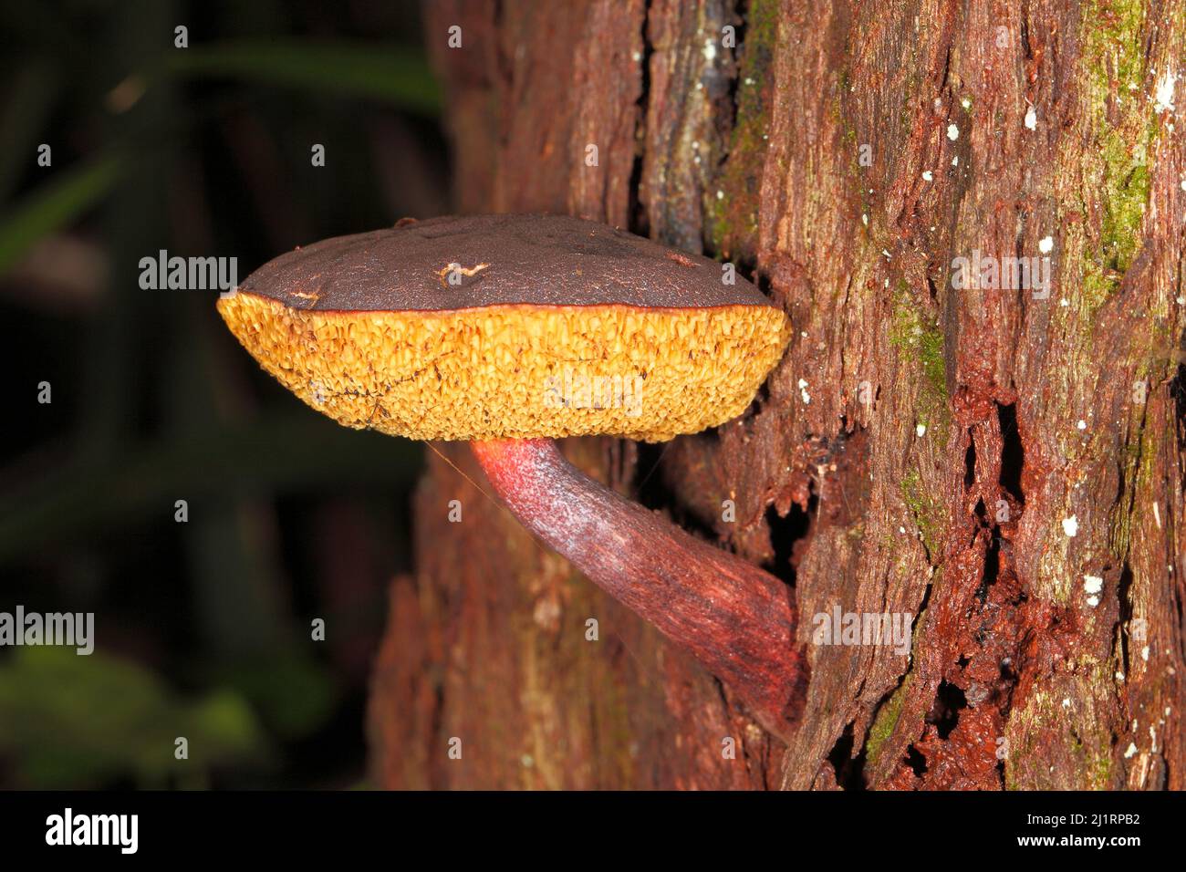 Hongos de bolete ruibarbo, Boletellus obscurecoccineo. Especimenes maduros que muestran las branquias amarillas. Coffs Harbour, Nueva Gales del Sur, Australia Foto de stock