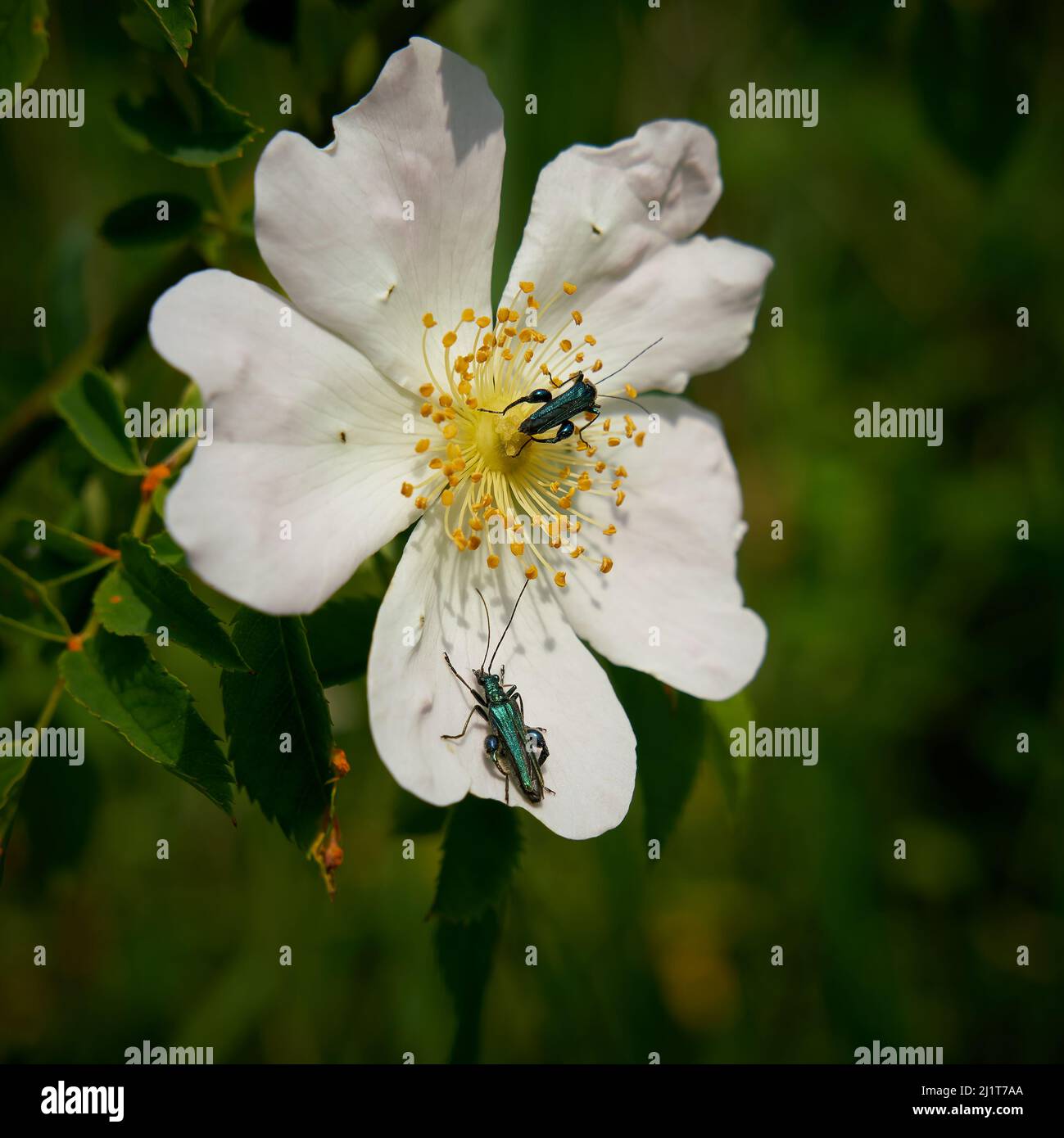 Escarabajo verde falso aceite, Oedemera nobilis en una flor en verano Foto de stock