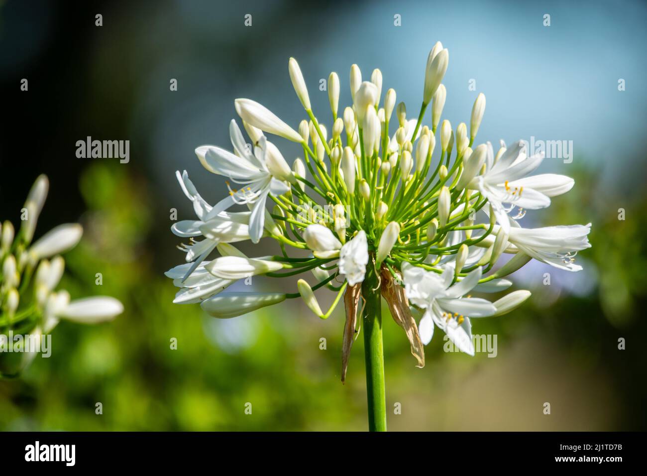 Primer plano de Agapanthus Blanco con floraciones comenzando a abrirse. Foto de stock