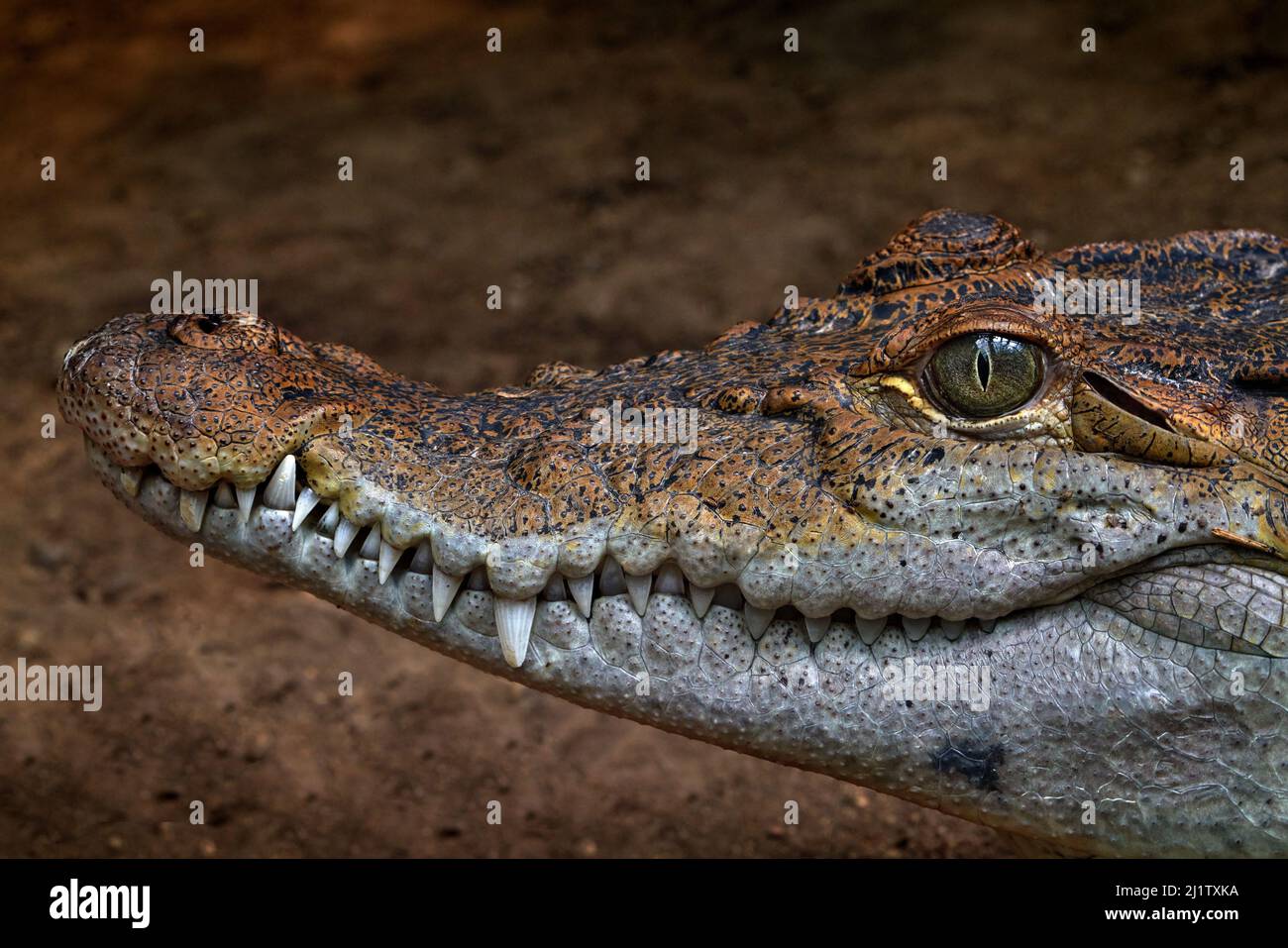 Cocodrilo filipino, Crocodylus mindorensis, especie relativamente pequeña  de cocodrilo de agua dulce. Detalle Mocico retrato de lagarto reptil en la  naturaleza Fotografía de stock - Alamy