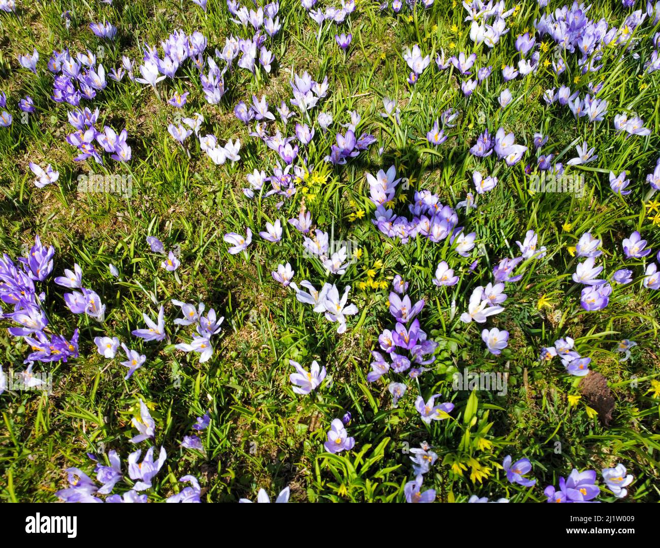 El prado de Crocus florece en el jardín Foto de stock