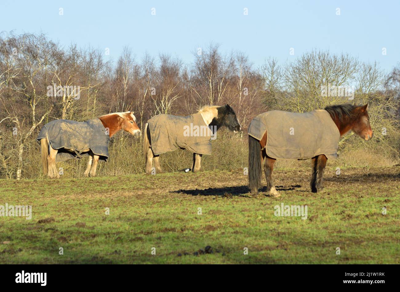 Caballos usando mantas en un campo, Kent, Inglaterra Foto de stock