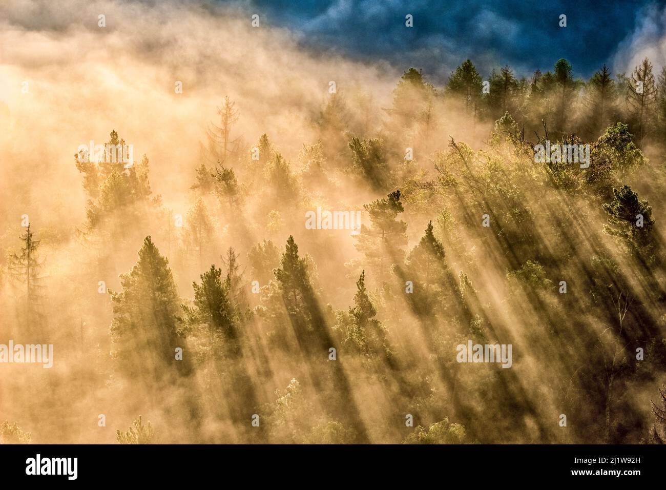 Paisaje en la zona de Zschand del Parque Nacional de la Suiza Saxon con árboles cubiertos de niebla al amanecer. Foto de stock