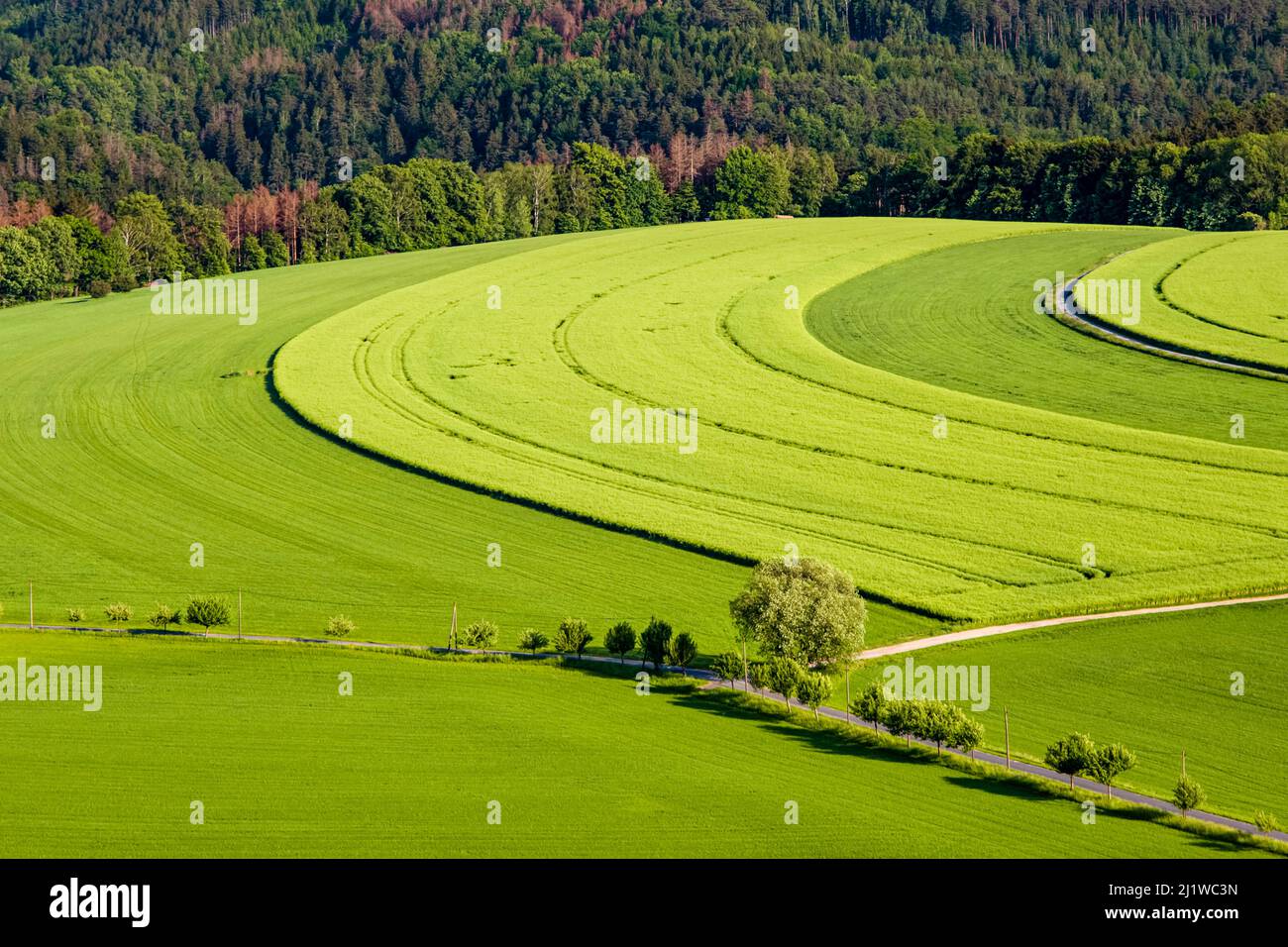 Paisaje con campos verdes y bosques en el Parque Nacional de Sajonia Suiza. Foto de stock