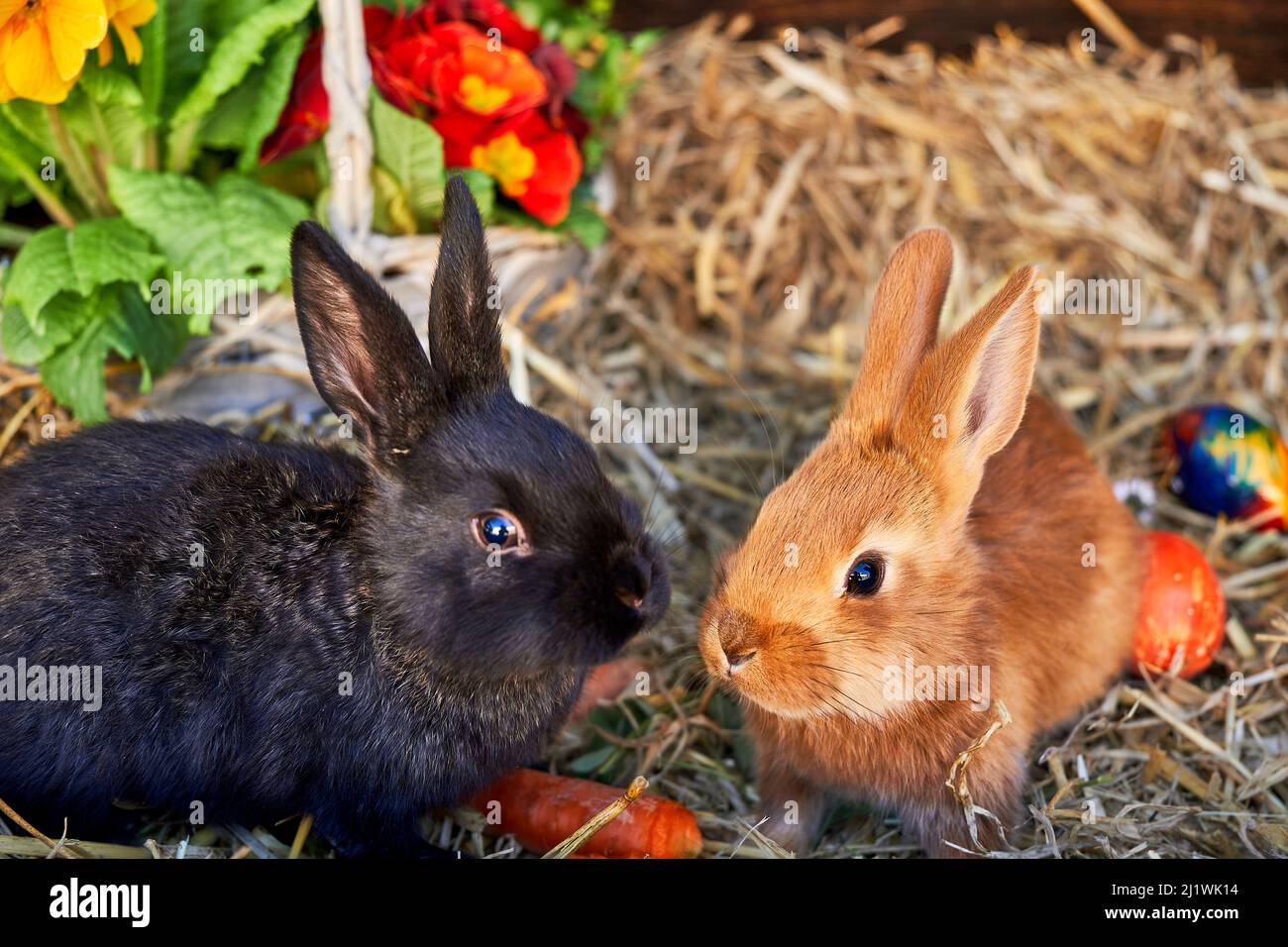 zwei junge Kaninchen auf Stroh mit Frühlingsblumen Ostereiern und Karotten Foto de stock