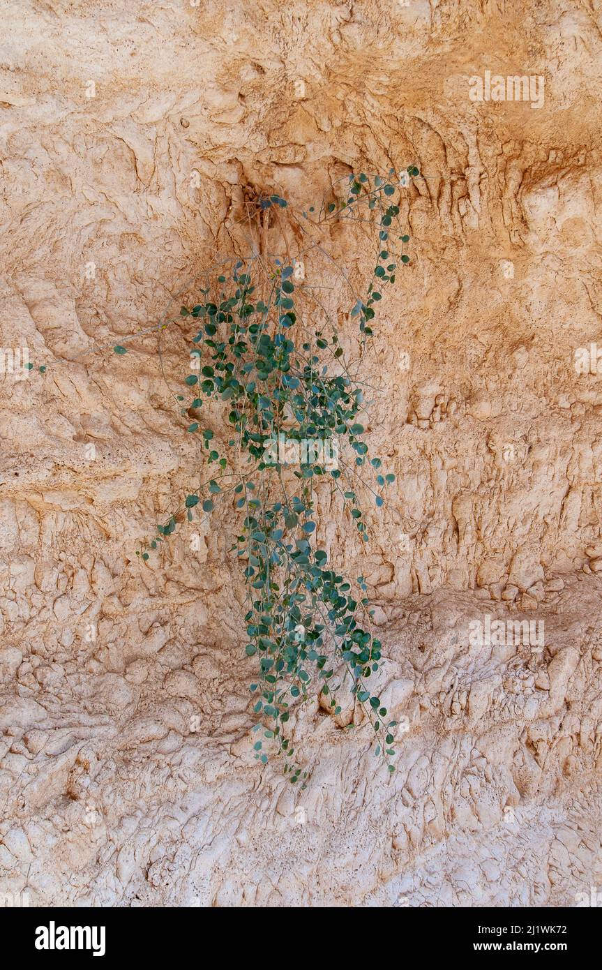 Capparis aegyptia syn Capparis deserti fotografiado en Wadi Peres un cauce estacional en el desierto del Negev de Pascua del Norte en el Souther Foto de stock