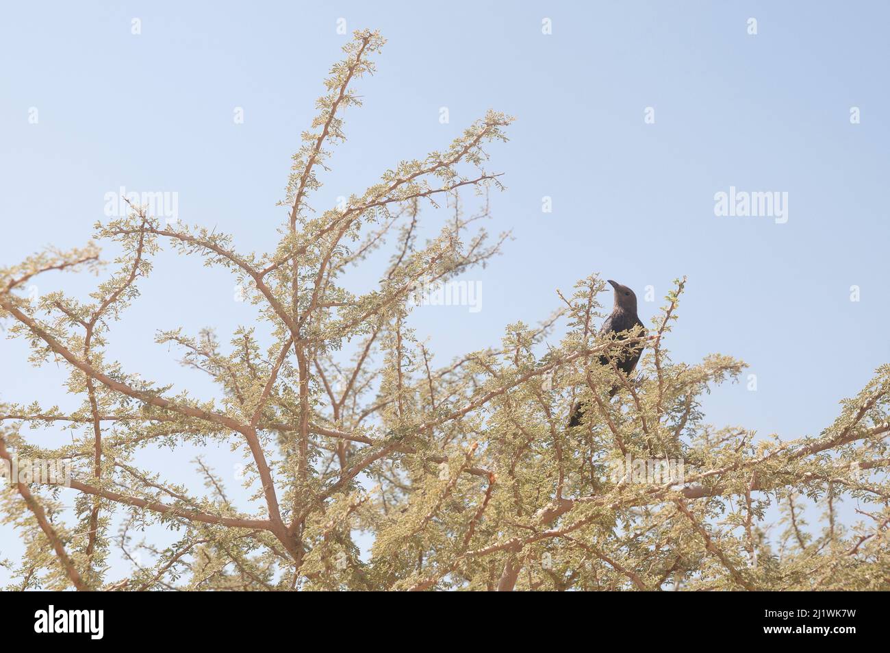 Grackle de Tristram (Onychognathus tristramii) en un árbol de Acacia. Fotografiado en Wadi Peres Un cauce estacional en el desierto de Negev de Pascua del Norte en el Th Foto de stock