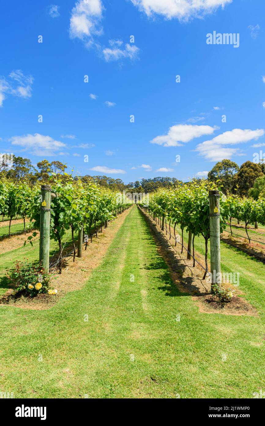 Viñas de uva en el Lake House Dinamarca en la región vinícola del Gran Sur de Australia Occidental, Australia Foto de stock