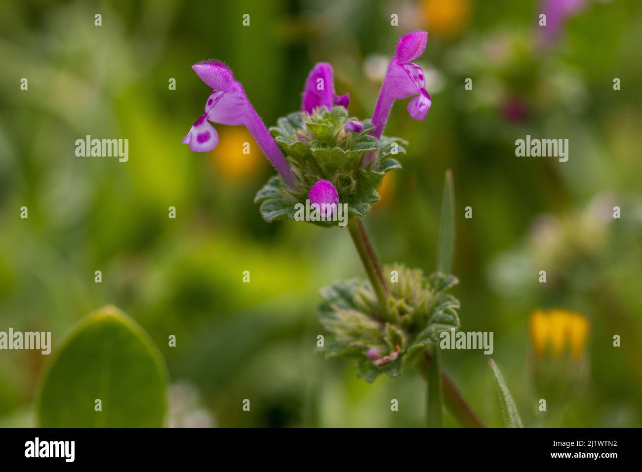 Lamium amplexicaule, Henbit Deadnettle Flower Foto de stock