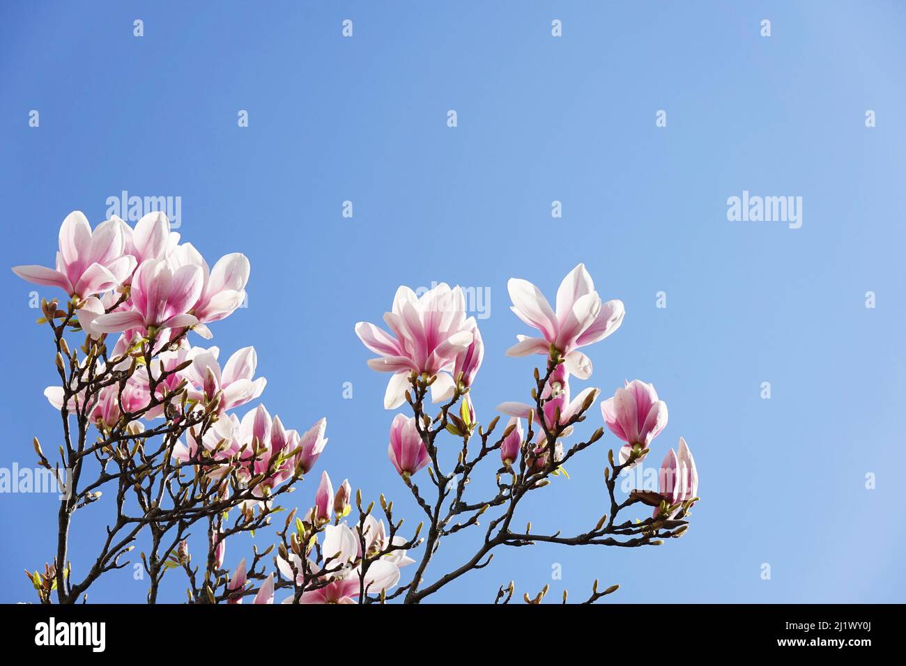 magnolia árbol con flores rosadas contra el cielo azul Foto de stock