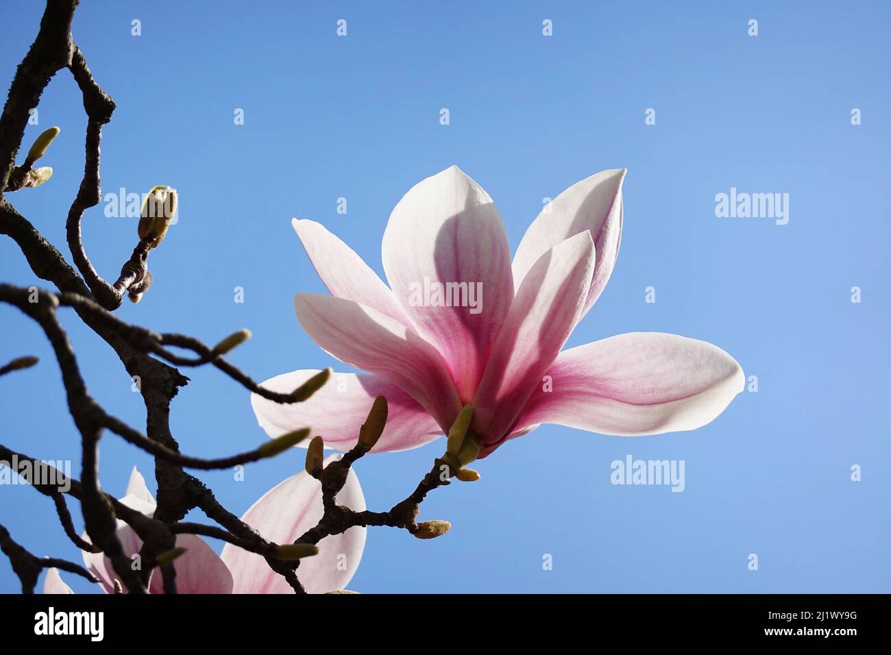 árbol de magnolia rosa retroiluminado florece contra el cielo azul claro Foto de stock