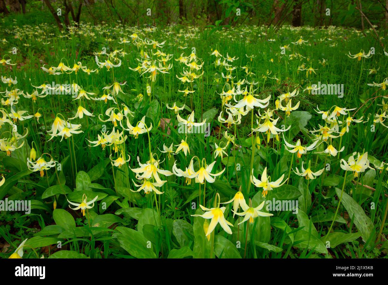 Fawn lily (Erythronium oregonum), pastos Bushs Park, Salem, Oregon Foto de stock