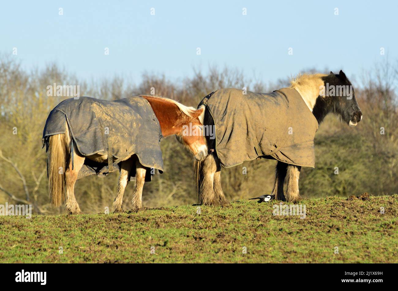 Caballos con mantas en un campo, Kent, Inglaterra, diciembre Foto de stock