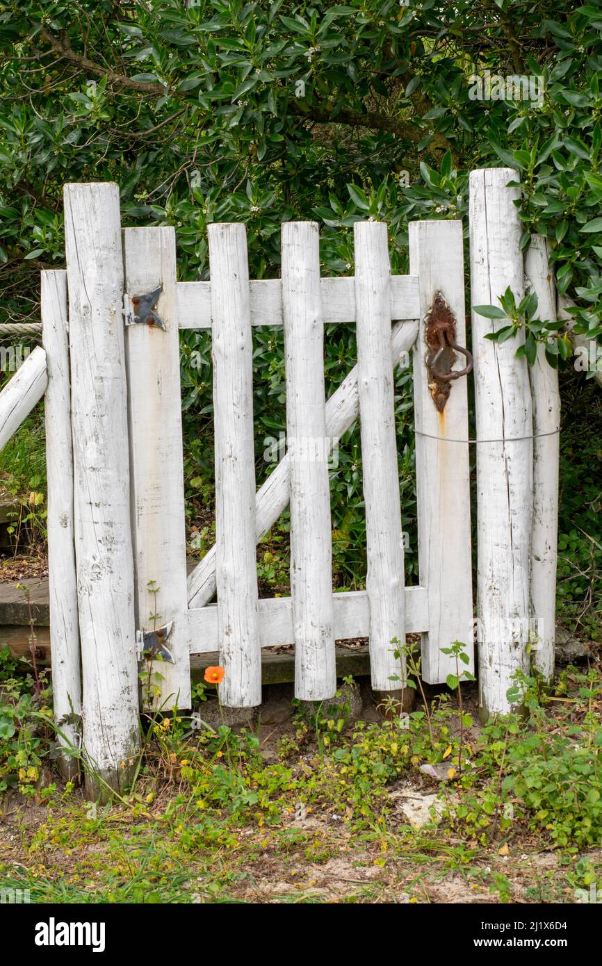 Puerta de madera blanca cerca. Puerta de madera al aire libre. Puertas  blancas hechas de madera. Puertas de jardín o puertas para proteger la  propiedad de animales y extraños Fotografía de stock -