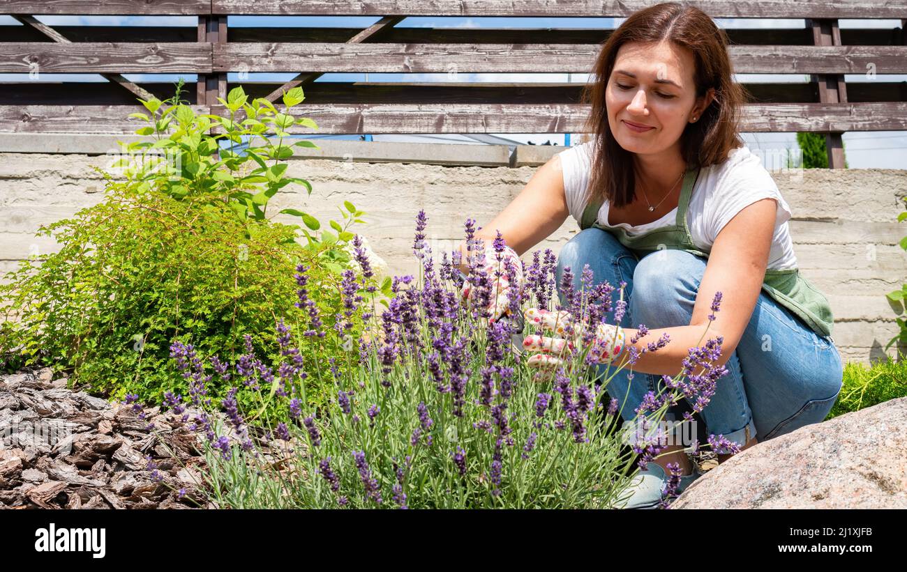 La jardinera de la mujer corta las flores en un arbusto de lavanda.  Diseñador de paisajes en el trabajo. Cuidado y cultivo de plantas de lavanda  francesa. Trabajos de paisajismo en th