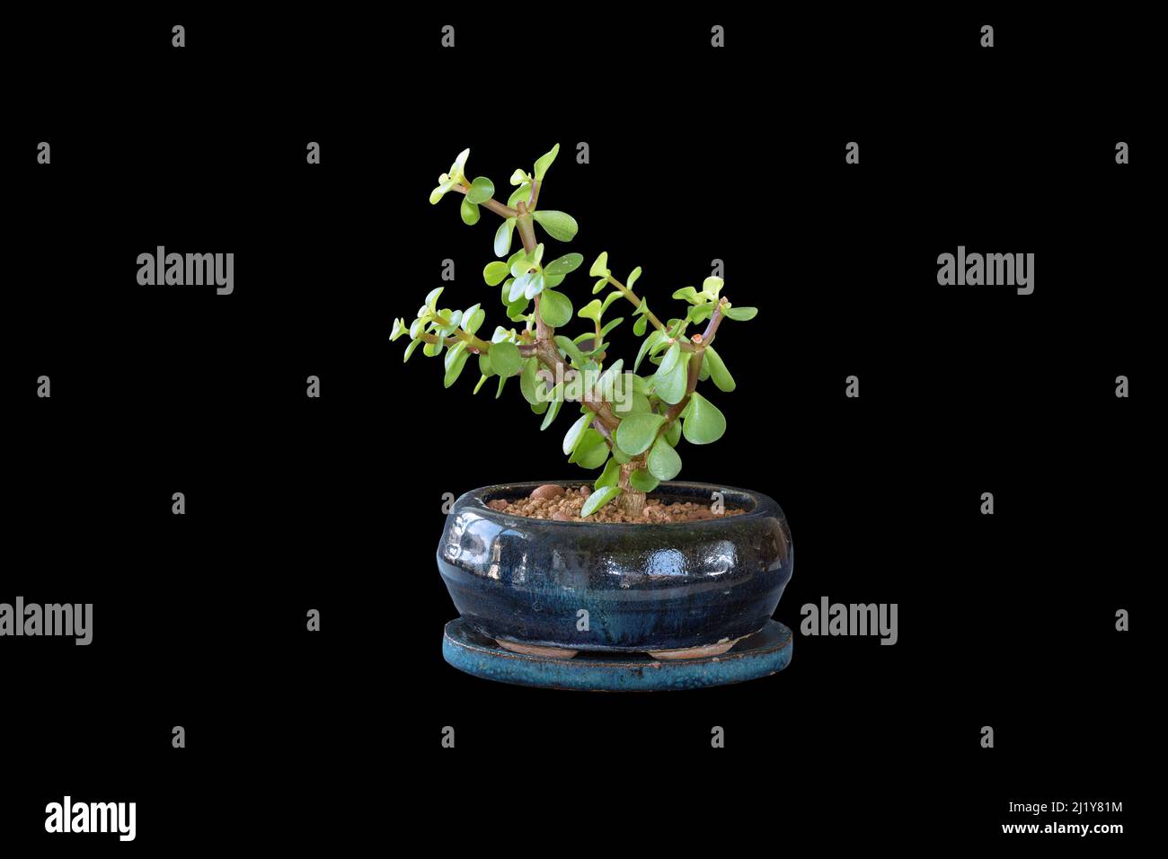 Portulacaria afla bonsai sobre fondo oscuro, el árbol del dinero plantado en una olla de cerámica Foto de stock