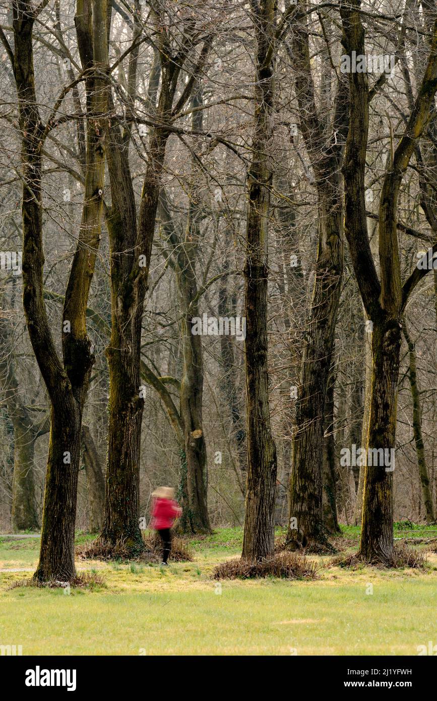 Mujer vestida de rojo corre en el bosque Foto de stock