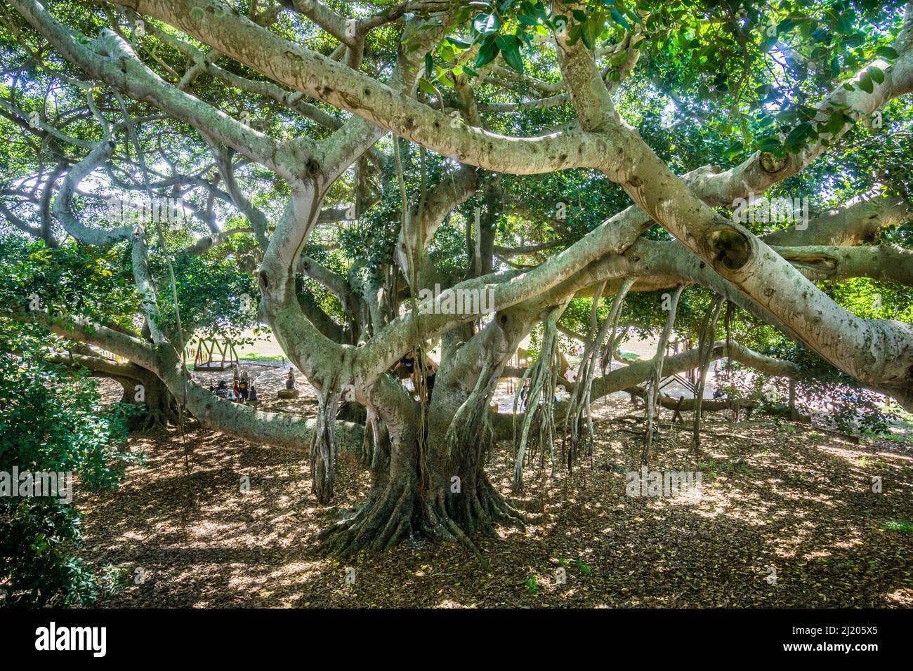 Una poderosa higuera de la Bahía de Moreton (Ficus macrophylla) en Wellington Point, Southern Moreton Bay, Ciudad de Redland, Queensland, Australia Foto de stock