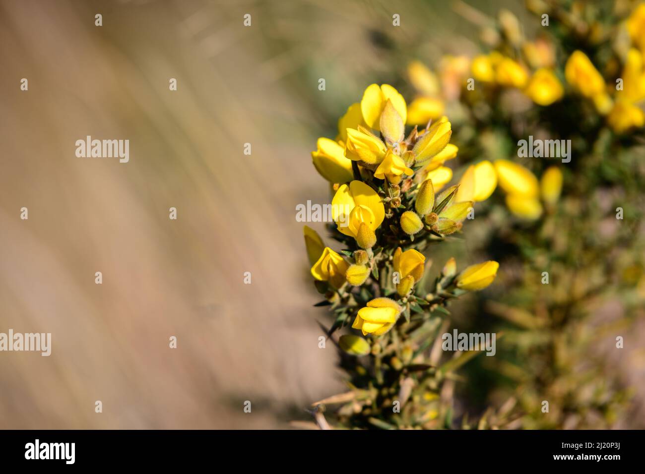 Planta de flores invasivas de arbustos espinosos en el parque nacional de las llanuras de Horton (Ulex europaeus). Foto de stock