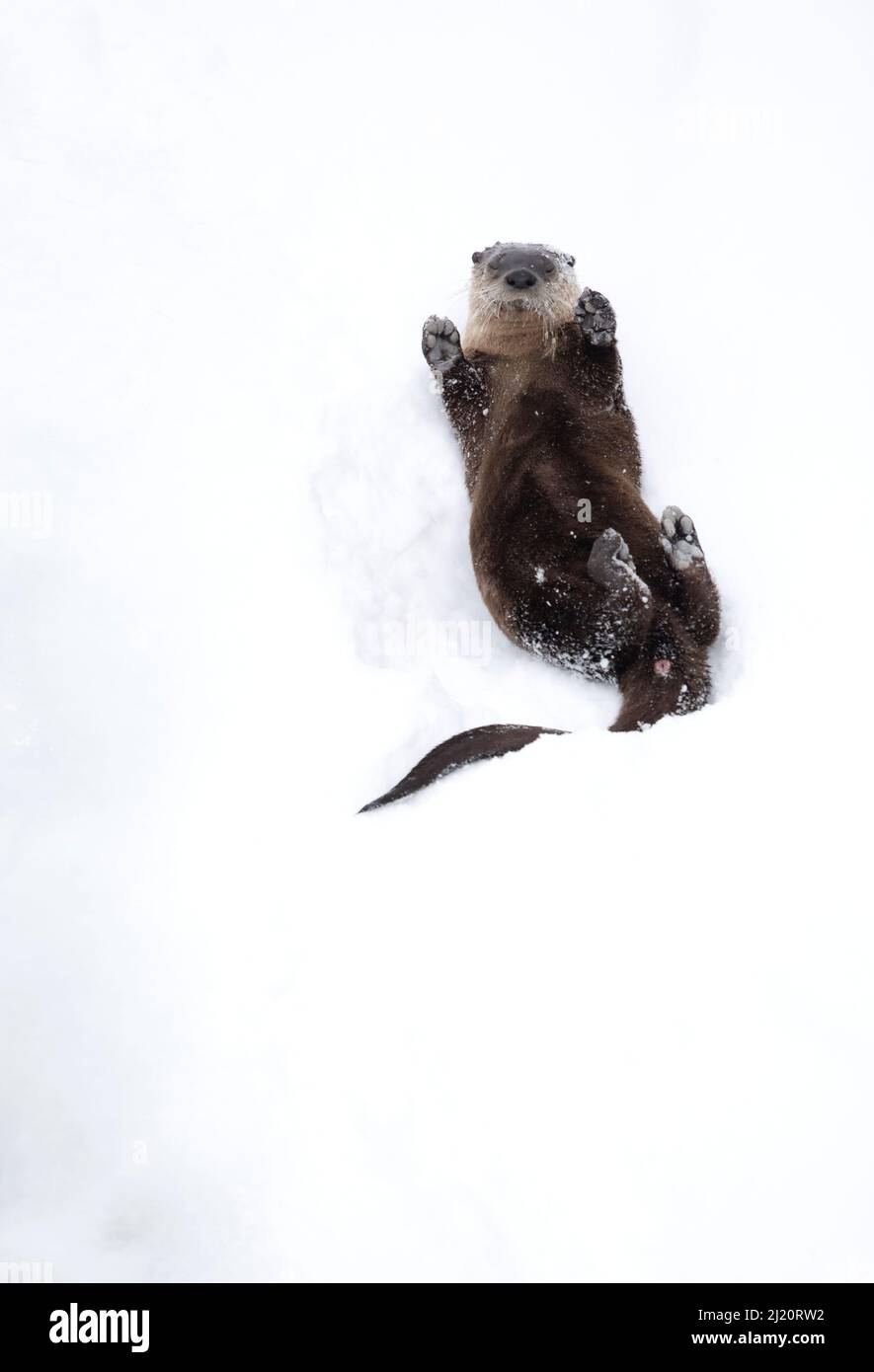Nutria de río de América del Norte (Lontra canadensis) en la espalda, rodando sobre el banco de nieve. Yellowstone National Park, Estados Unidos, enero. Foto de stock