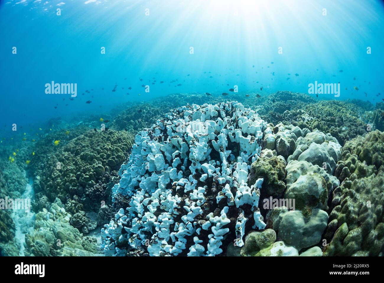 Arrecife de coral con coral duro (Porites sp), blanqueado debido a las altas temperaturas del agua durante el evento de El Nino. Peces nadando por encima del arrecife. Kamakahonu, Kailua Ba Foto de stock