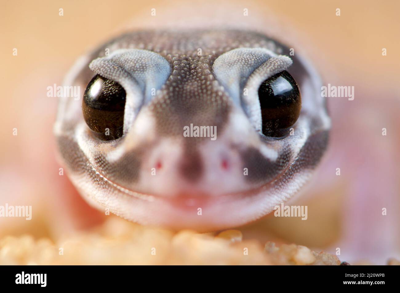 Nephrurus levis occidentalis fotografías e imágenes de alta resolución -  Alamy