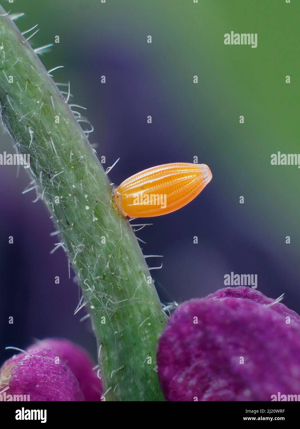 Huevo de mariposa de punta naranja (cardamines de Anthocharis) en la planta de honradez en el jardín, Hertfordshire, Inglaterra, Reino Unido, abril. - Enfoque Apilado Foto de stock