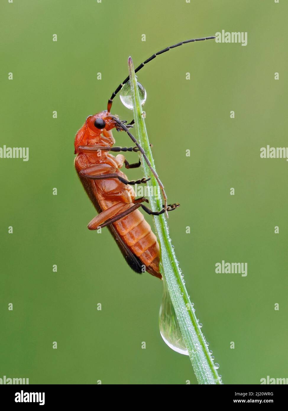 Escarabajo soldado rojo común (Rhagonycha fulva) trepando hierba con gotas de rocío, Hertfordshire, Inglaterra, Reino Unido, julio - Focus Stacked Foto de stock