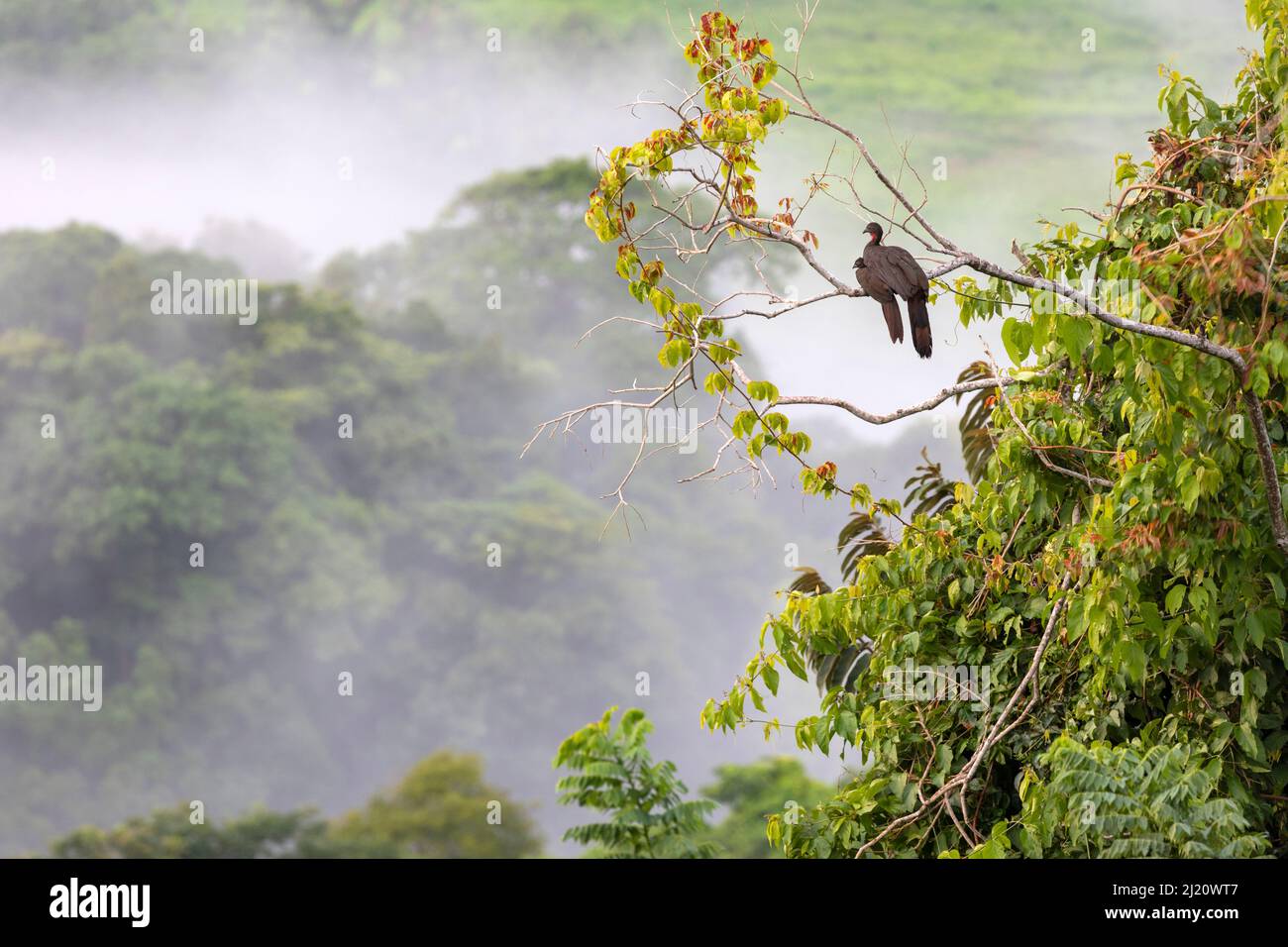 Pguan crestado (Pénelope purpurascens) con jóvenes en un árbol del Parque Nacional Carara, Tarcoles, Costa Rica Foto de stock