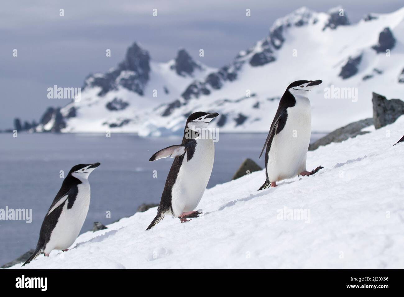 Pingüinos de chíncrap (Pygoscelis antarcticus) viniendo a tierra, caminando en línea, Half Moon Bay, Antártida. Foto de stock