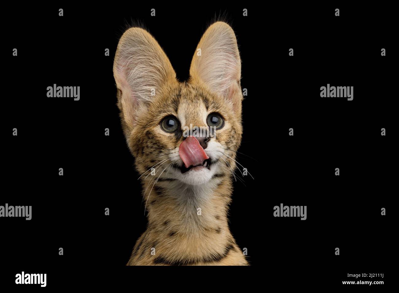 Gracioso Retrato de gato Serval Licking en el fondo negro aislado en estudio Foto de stock
