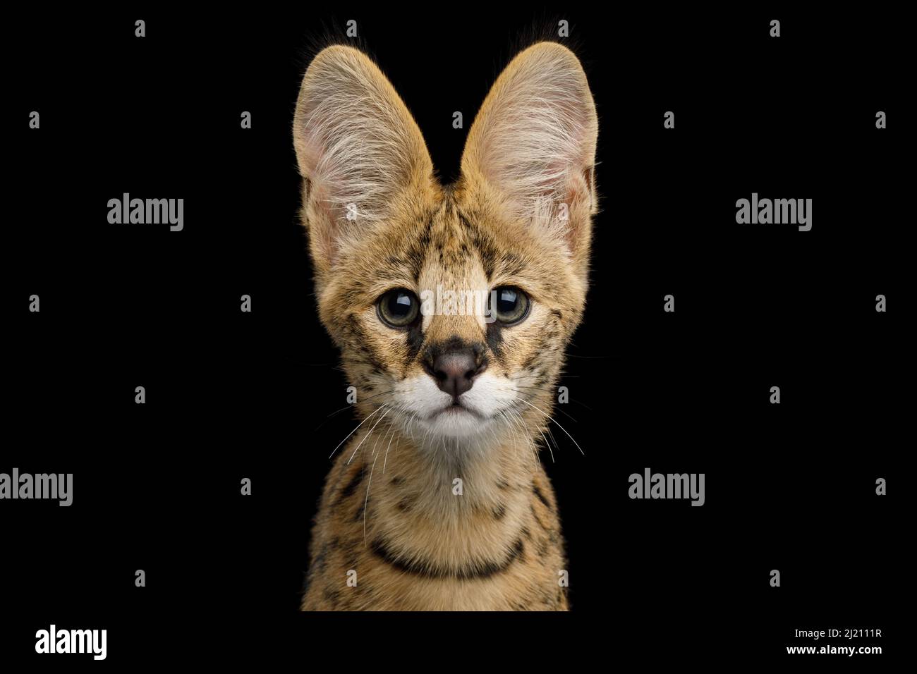 Primer plano Retrato de gato Serval mirando aislado sobre fondo negro en el estudio Foto de stock