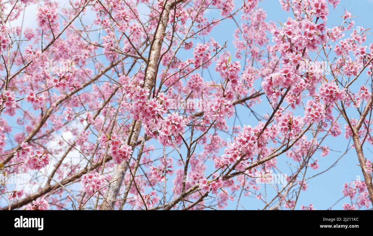 Paisaje de hermoso parque de flores de cerezo, árbol de flores de color rosa Sakura contra el fondo del cielo azul en Japón y Corea durante la temporada de primavera Foto de stock